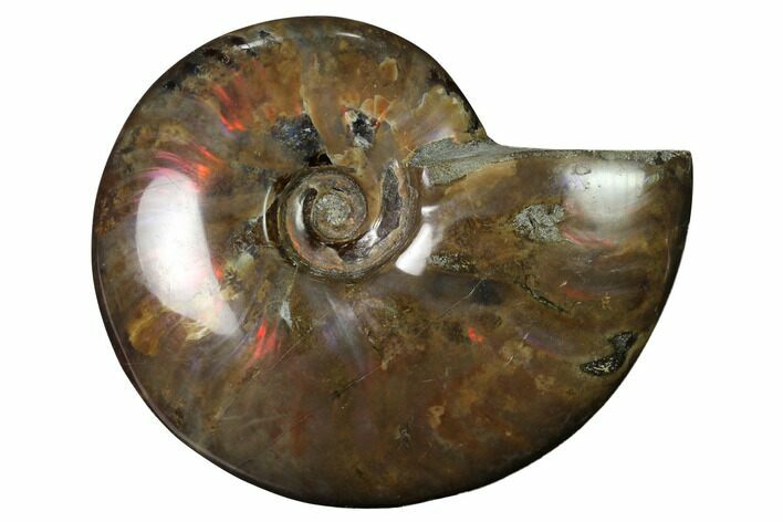 Flashy Red Iridescent Ammonite #155169